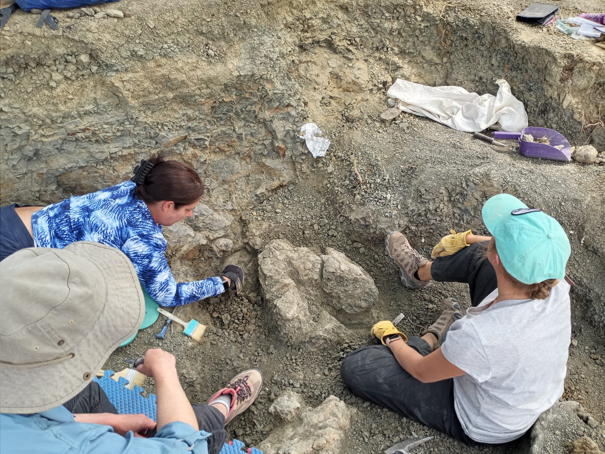 Dino Dig & Educational Programs | Great Plains Dinosaur Museum and ...