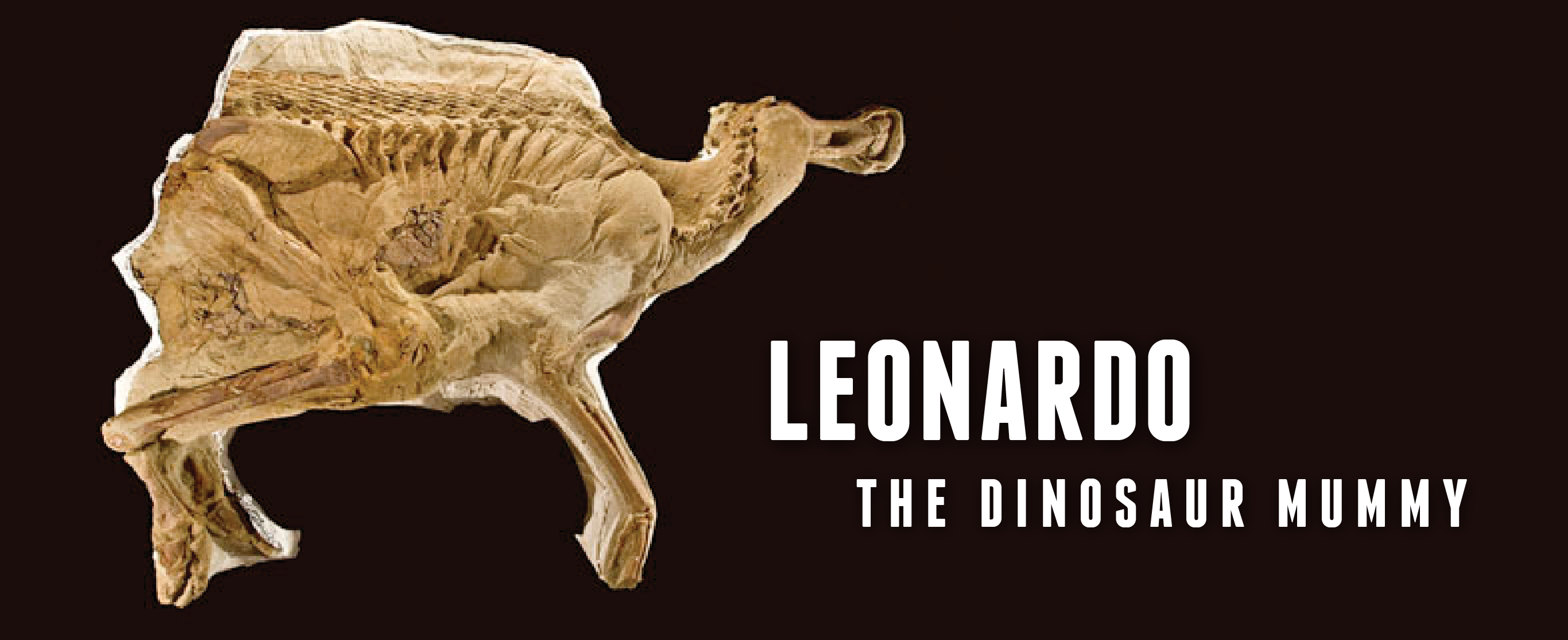 Fossil of Leonardo the Mummy Dinosaur