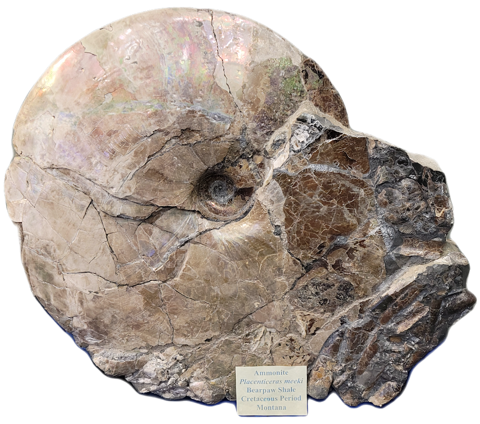 montana ammonite fossil in malta montana
