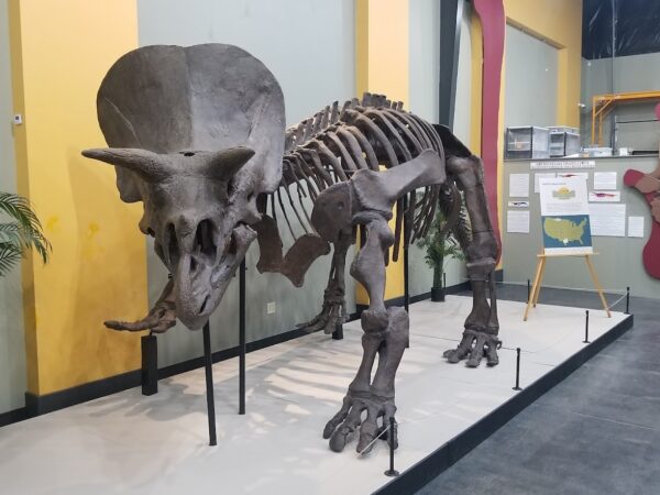 herb the triceratops in malta montana